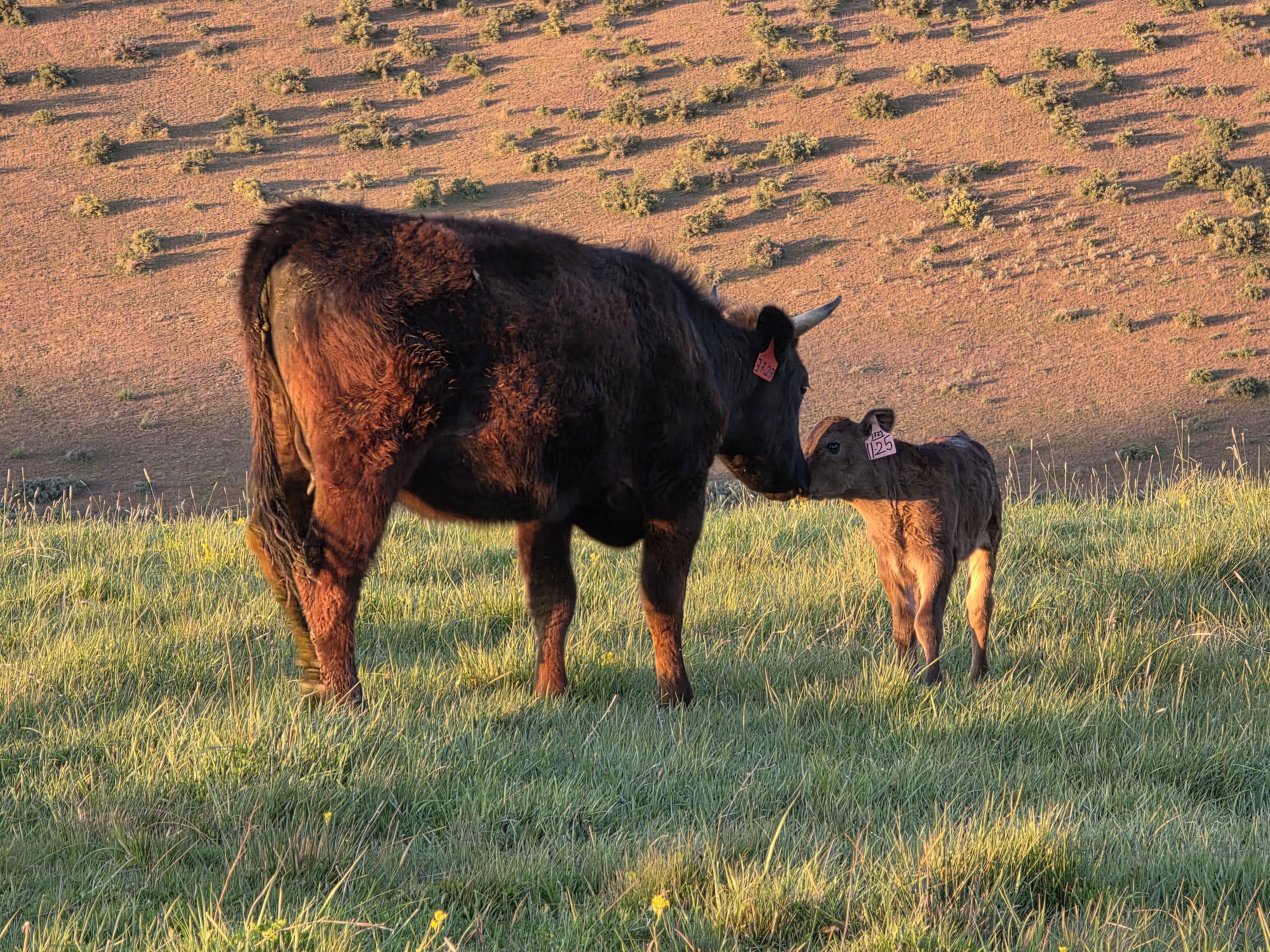 Cow and Calf